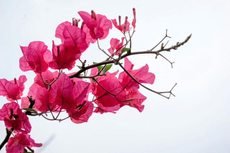Bougainvillea