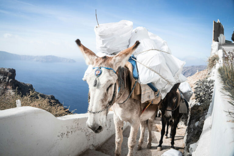 Esel Santorini Kykladen