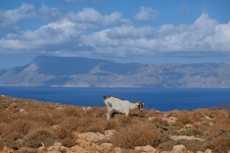 Ziege auf Kreta